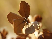 Dans la garrigue en hiver...