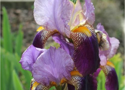 Iris du jardin