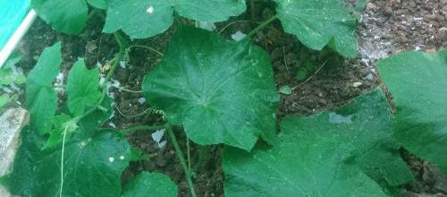 Le jardin qui pousse... Bien...