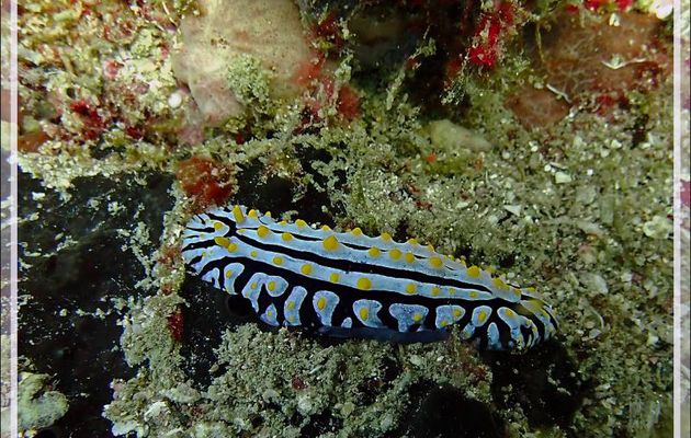Nudibranche Phyllidie verruqueuse ou tricolore, Three colored phyllidia, Yellow-warted phyllidia (Phyllidia varicosa) - Betalinjona (2ème Frère) - Tsarabanjina - Mitsio - Madagascar