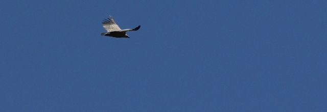 Alpes, juillet 2016  : 5 - Haute-Maurienne :  plumes et fourrure...
