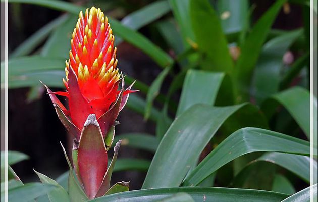 Hampe florale de la plante épiphyte Guzmania conifera - Parque das Aves - Foz do Iguaçu - Brésil