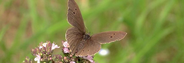 Le tristan (Aphantopus hyperantus)
