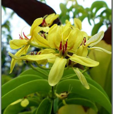Fleurs indéterminées - Mahé - Seychelles