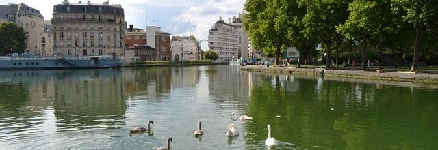Une famille cygne s'installe au Parc de la Villette Paris 19ème