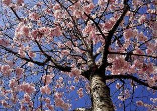 V'la le printemps!