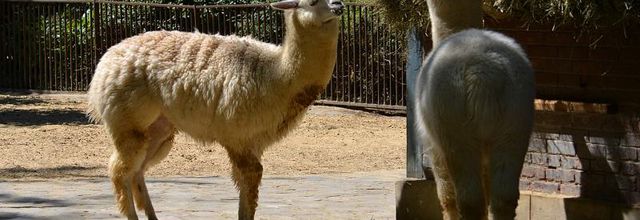 Une nouveauté à la Ménagerie du Jardin des plantes : l'Alpaga