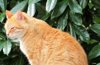 Chat roux (A & A et Cie n° 99) 