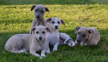 Les chiots dans leur nouvelles familles