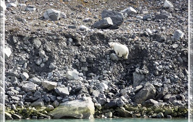 L'ours monte dans les éboulis, s'ébroue, puis va s'éloigner dans la montagne et disparaître de notre vue - Icy Fjord - Nunavut