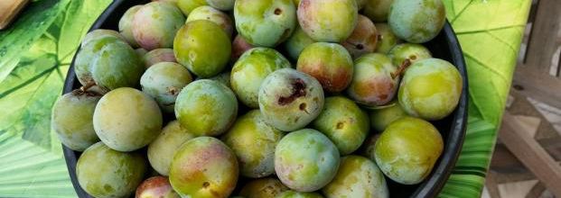 PERIODE PRUNES