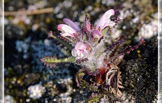 Pédiculaire hirsute, Hairy lousewort, Ugjunnait (Pedicularis hirsuta) - Dundas Harbour - Devon Island - Nunavut - Canada