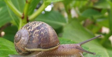 escargot