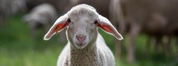 Le mouton empathique, enjoué et intelligent.