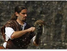 Faucon crécerelle - Falco tinnunculus