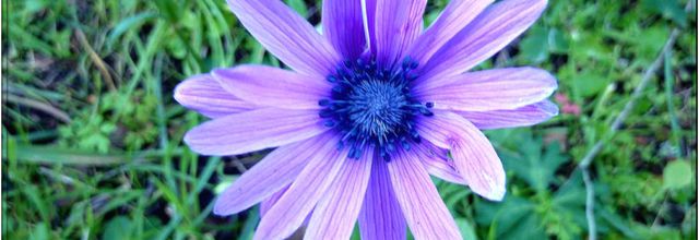 Marguerite violette