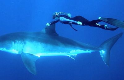 Cette plongeuse entame une véritable danse avec un requin blanc - VIDEO ET DIAPORAMA