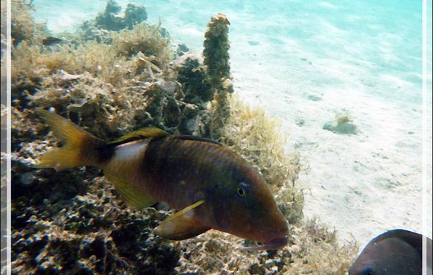Rouget-barbet à trois bandes, Manybar Goatfish (Parupeneus multifasciatus) - Moorea - Polynésie française