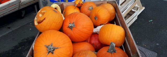  les belles citrouilles 
