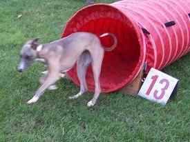 Eden s'éclate en agility!