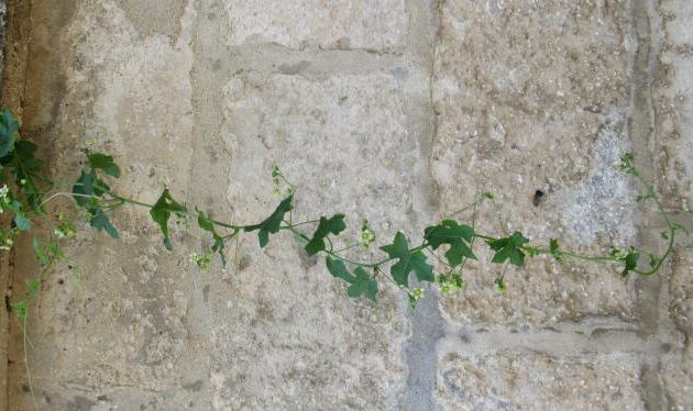 La beauté infiniment précieuse et fragile de l’Amour. (2)
