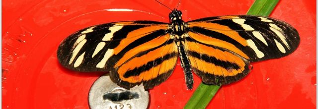 Oeil du Tigre (1) - Heliconius ismenius