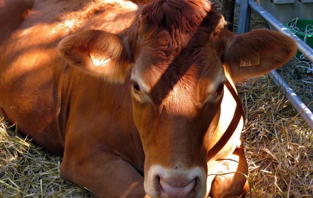 une vache qui  ...