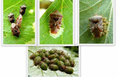  Elasmucha grisea, la punaise du bouleau