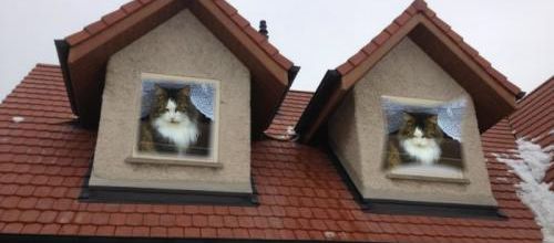 Des chats aux fenêtres