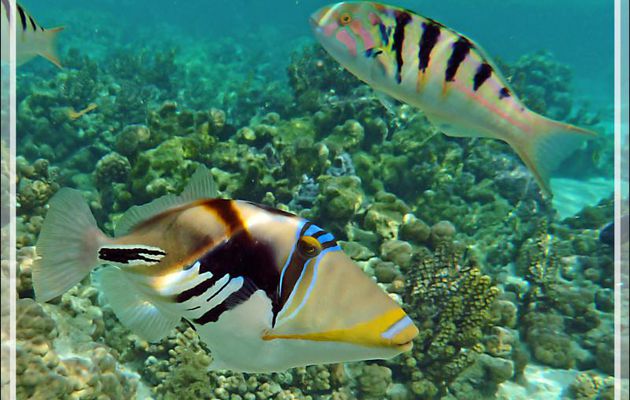 Baliste Picasso clair, Blackbar triggerfish (Rhinecanthus aculeatus) et Labre à taches d'encre ou Girelle-paon de Hardwicke - Jardin de Corail - Motu Tautau - Taha'a - Polynésie française