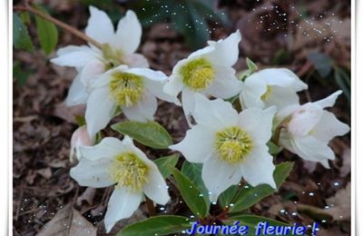 Beautés d'hiver ....