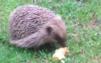 Gaston squatte le jardin !
