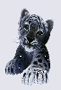Images animaux