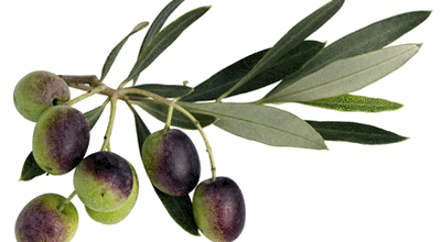 L'oliveraie corse