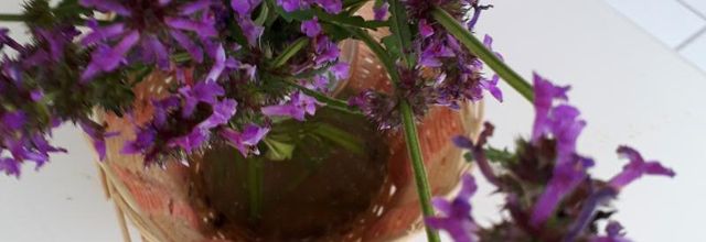 une plante  une couleur 