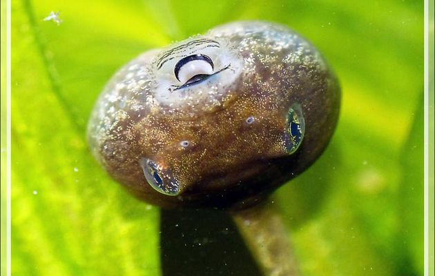 La belle bouche du têtard en quête de nourriture - Lartigau - Milhas - 31