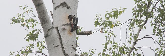 L'heure de la becquée chez les pics-épeiches
