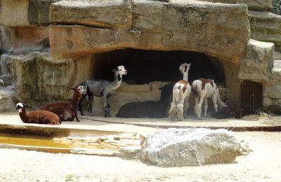 Alpagounet en famille...