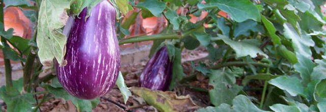 Aubergine : achat, plantation, culture