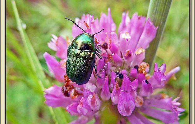 Faune des Pyrénées (Images de mon ancien blog, année 2010)