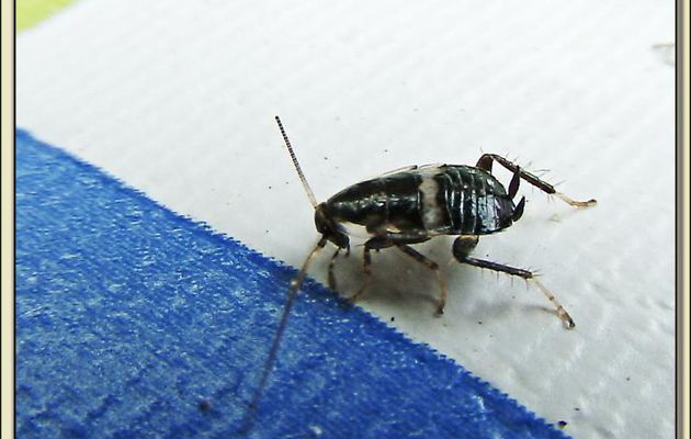 Minuscule blatte, Blatte des landes ? - La Couarde-sur-Mer - Ile de Ré - 17