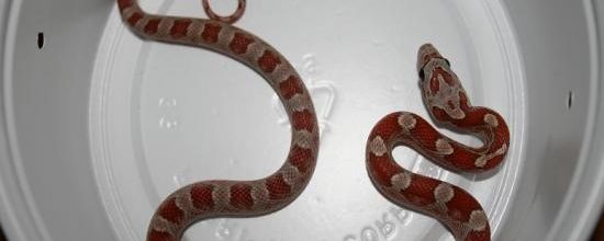 Upper keys Hypo Bloodred