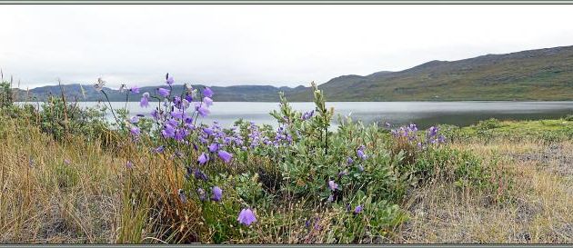 Panoramas sur le lac aux campanules et aux linaigrettes - Ferguson Lake ou Tasersuatsiaq  - Kangerlussuaq - Groenland
