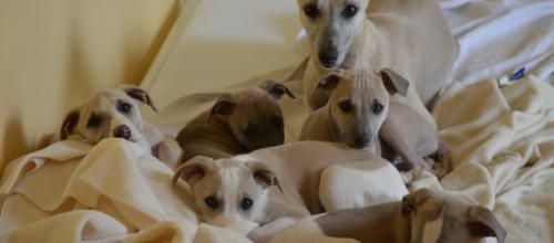 Photos de famille de la petite troupe à 7 semaines et demi!