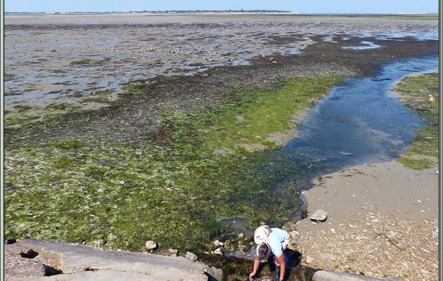 Bonne pêche aux palourdes à marée basse - Ars-en-Ré - Île de Ré - 17