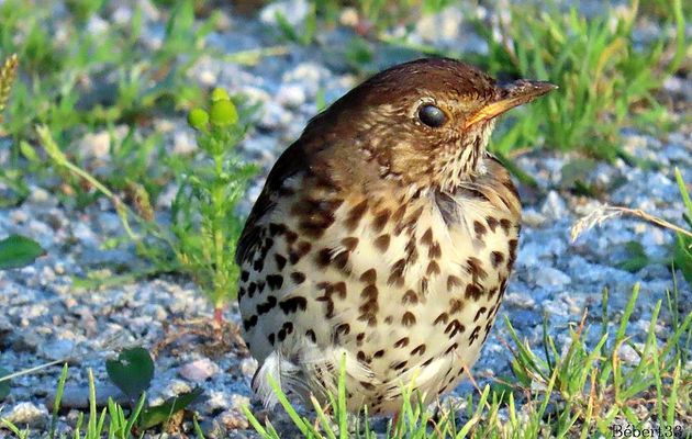 des oiseaux si beaux !