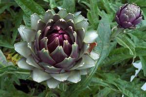 5 plantes pour nettoyer son foie