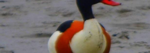 oiseaux  de mer 