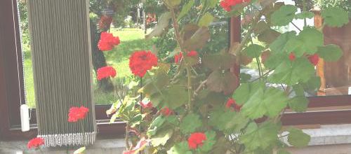 MES FLEURS