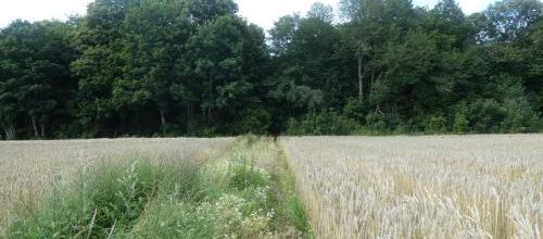 Sainte Gertrude